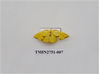 藏品(尺蛾318)的圖片